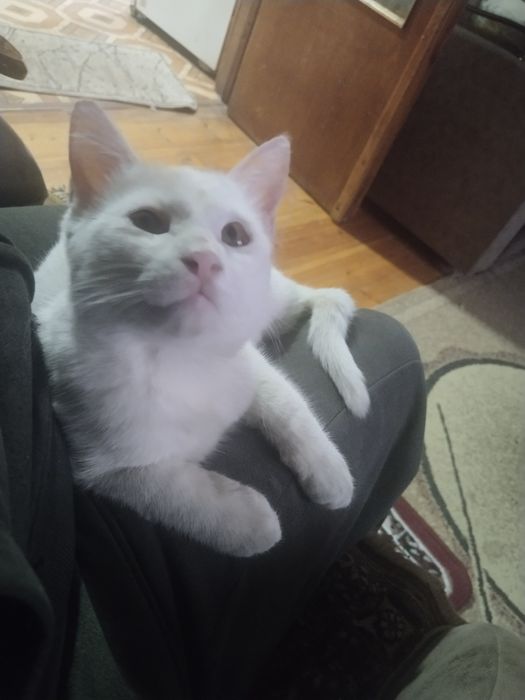 Продается белый котёнок!