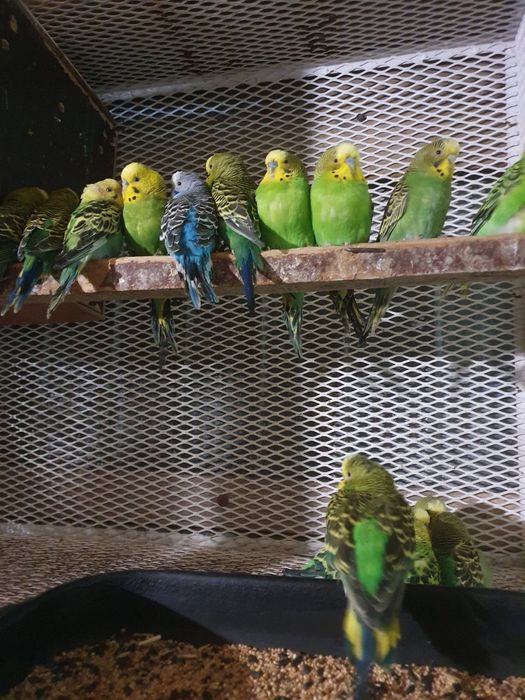 Papagali kakariki, perusi