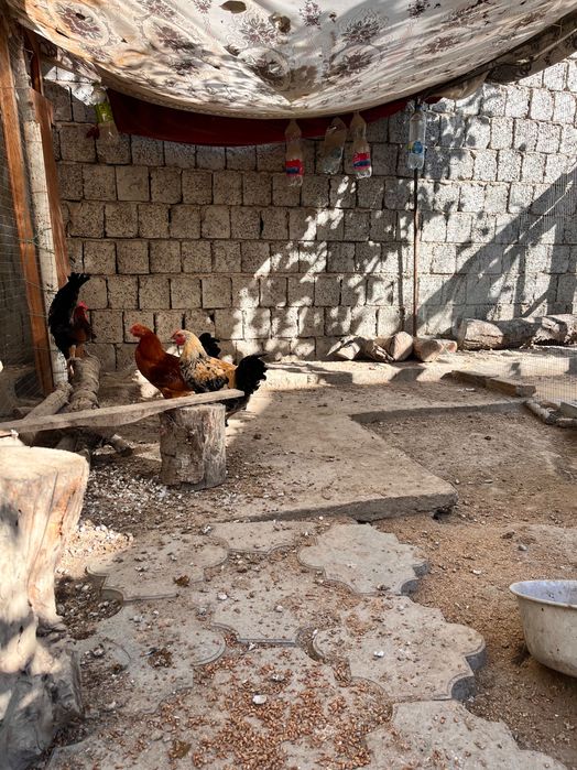 Домашный Петух - ХУРОЗ