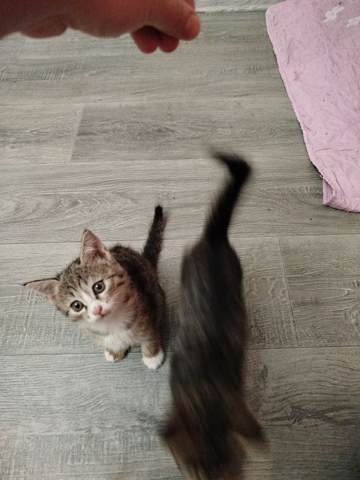 Отдам даром котят ,в добрые руки