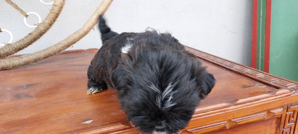 Donez căței Shih tzu