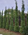 Leylandii gard viu, Chiparos Leylandii, Leylandri gard viu vesnic.