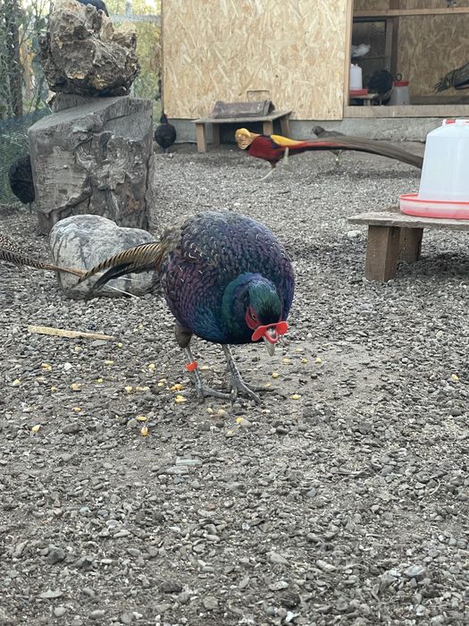 Fazani tenebros tineret