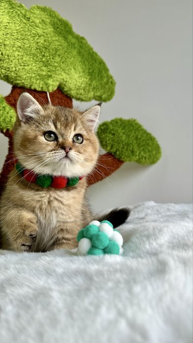 Baietel British Shorthair Chinchilla Gold - cu certificat pedigree !