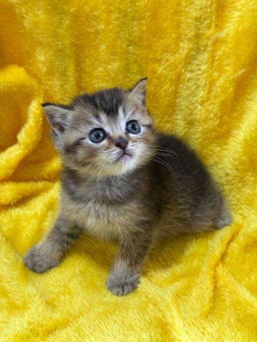 котята недорого золотые шиншиллы