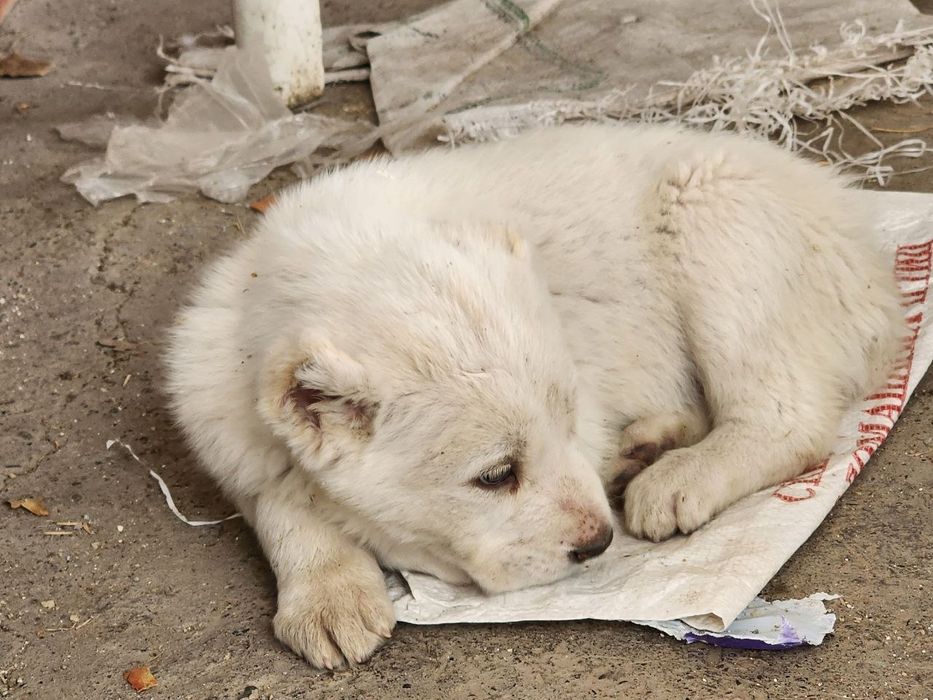 щенки алабая. белые.