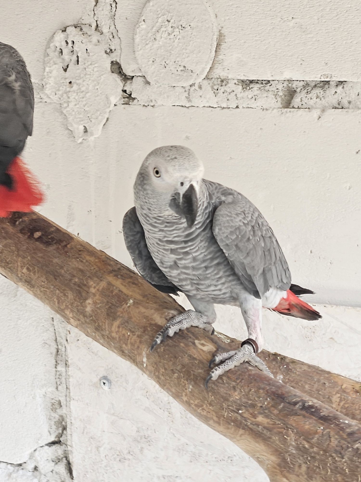 Papagal jako african grey