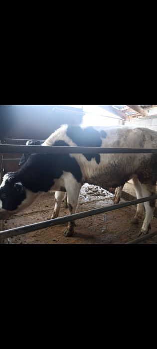 Продам бычки Черный пестрые