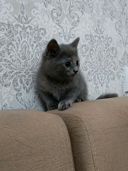 Срочно продается котенок!
