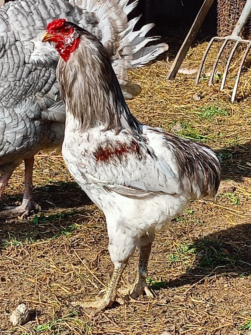 Cocoș găini din rasa Araucana