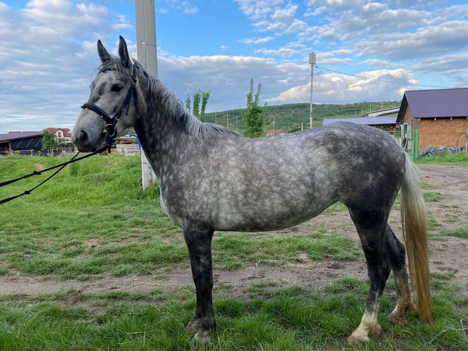 Iapă 4 ani , rasă PSA×Kunfakó