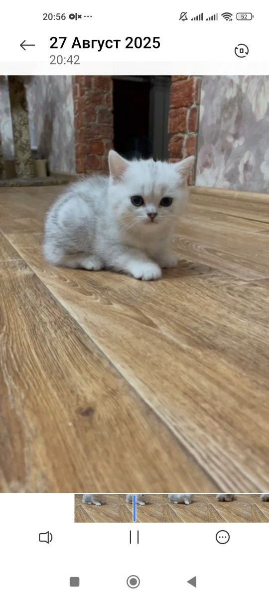 Два британских котика