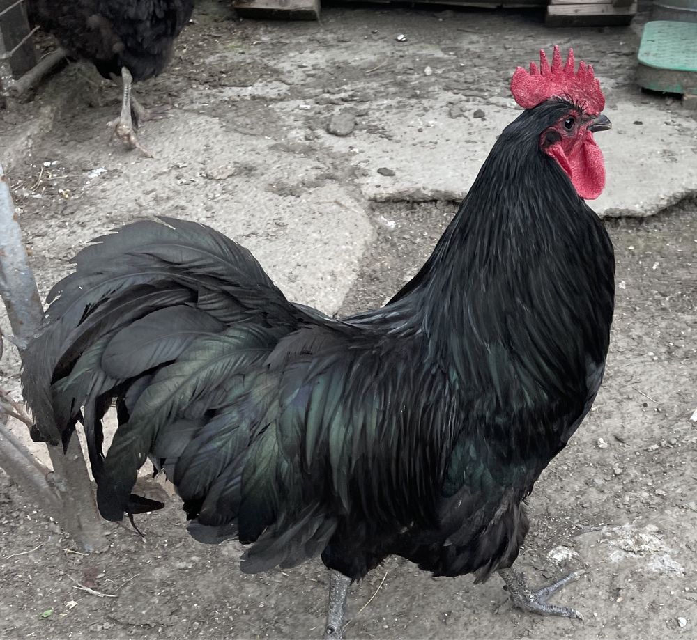 Cocos australorp