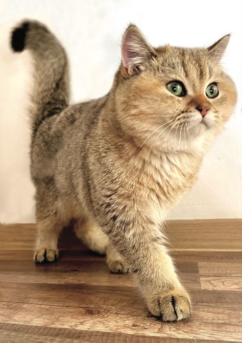 Британска късокосместа