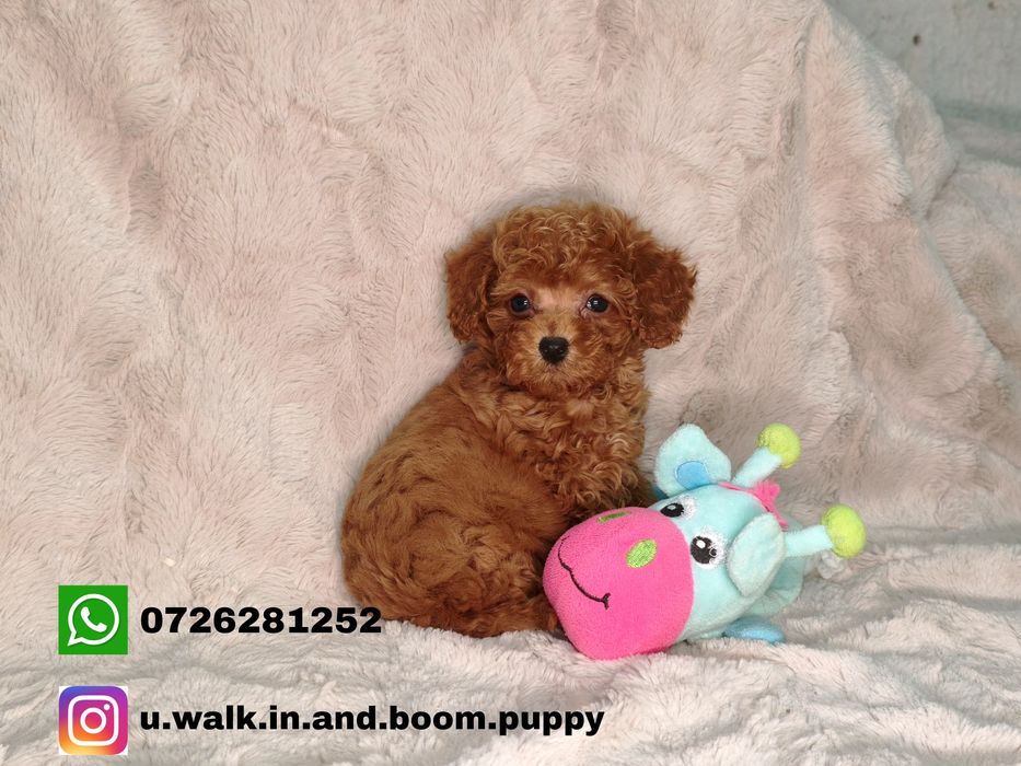 Vand fetita Pudel rosu toy