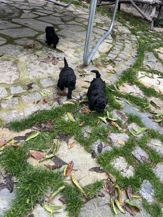 Мини пудел BLACK