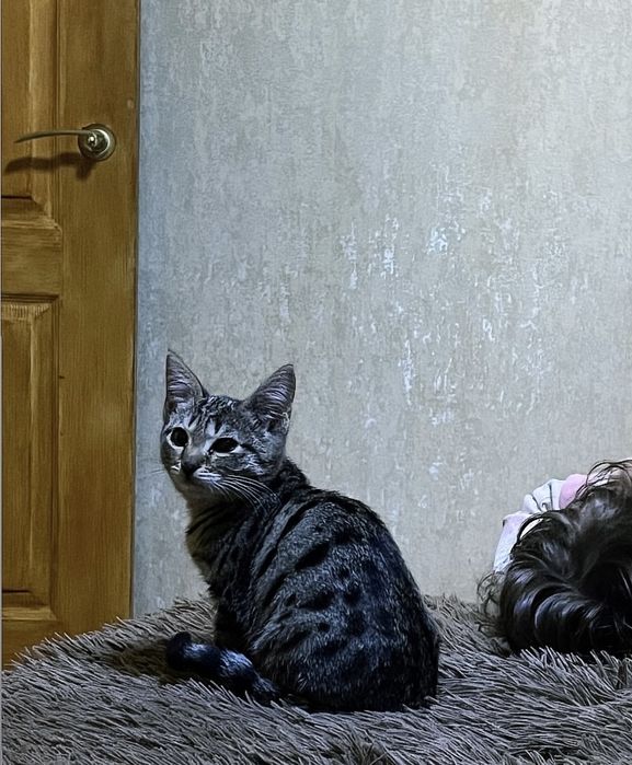 Отдам кошку в добрые руки