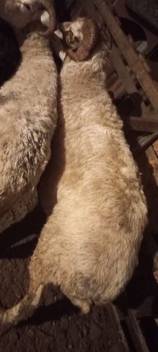 Продам баран с откорма.