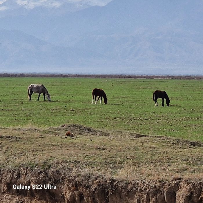 10 бас, жабагылар сатылады,  еркек