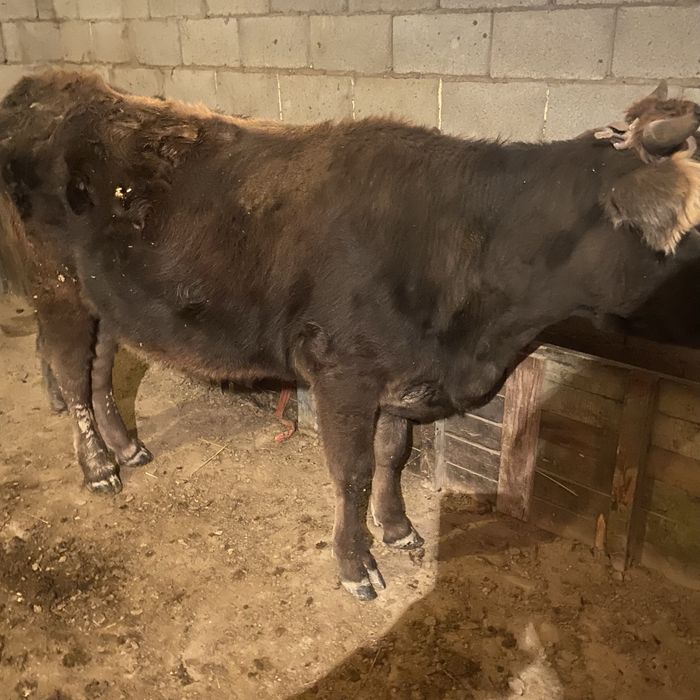 кунажын буаз 1 ші тума