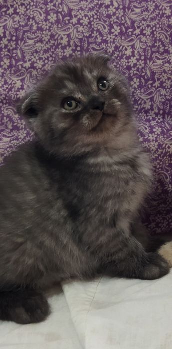 Шотландский котёнок Фолд