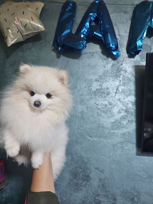 Pomeranian mascul
