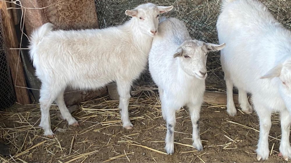 Козы и козлята ..