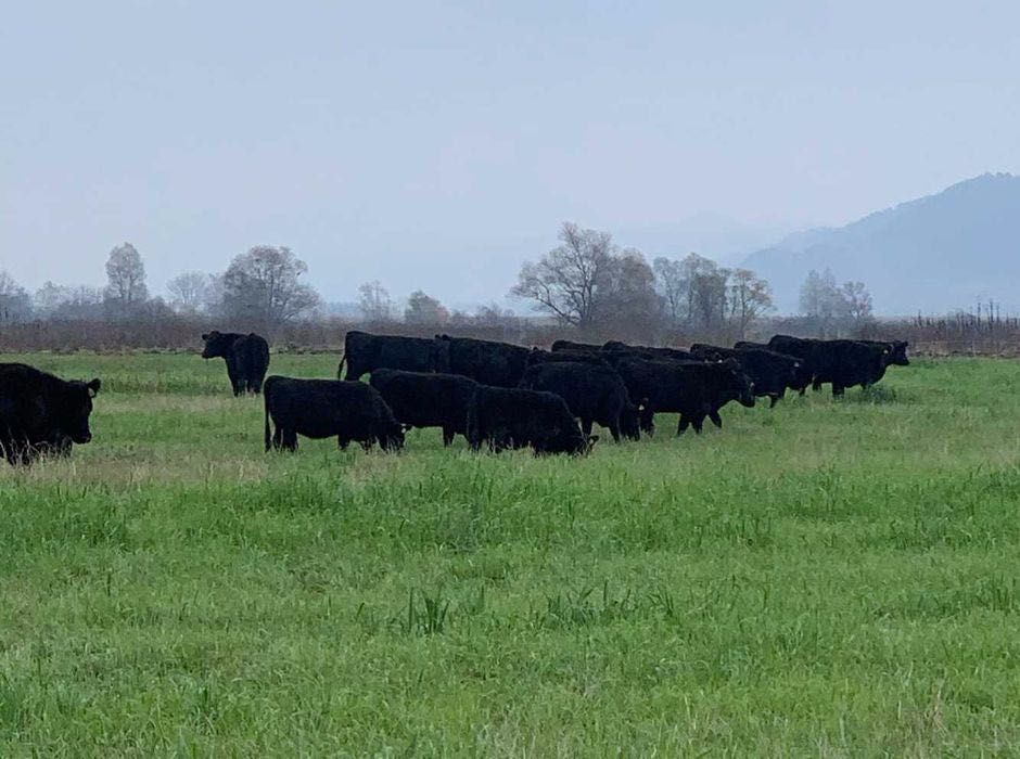 Bovine  ANGUS de vanzare