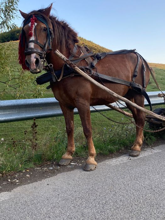 Vand cal castrat