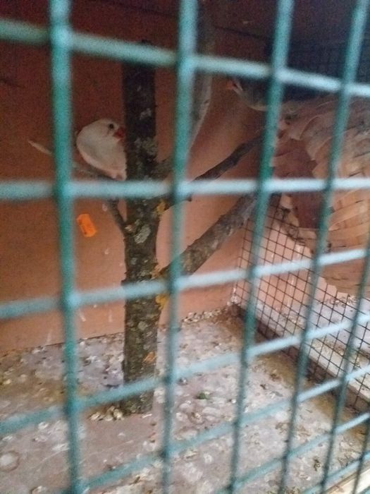 Perusi si zebre australiene.