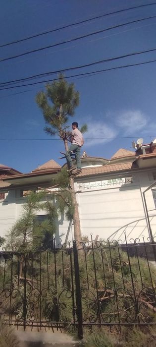 Archa kesish gazon ekish