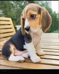 Vand beagle baiat
