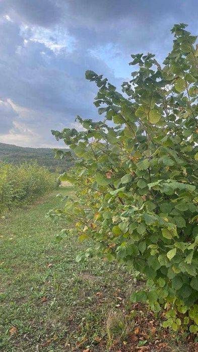 Vând alune de pădure bio din plantație proprie