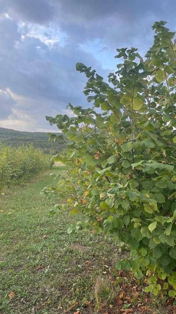 Vând alune de pădure din plantație proprie