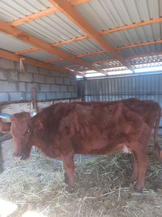 Күйі орта сиыр сатылады.Абай ауылында