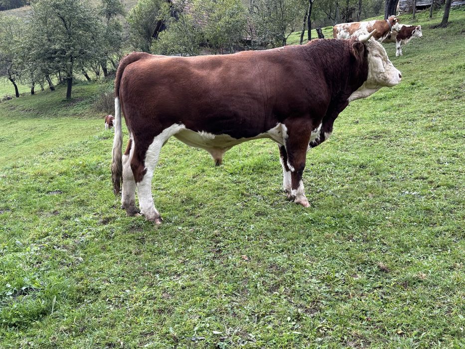 Taur de vânzare bun de montă