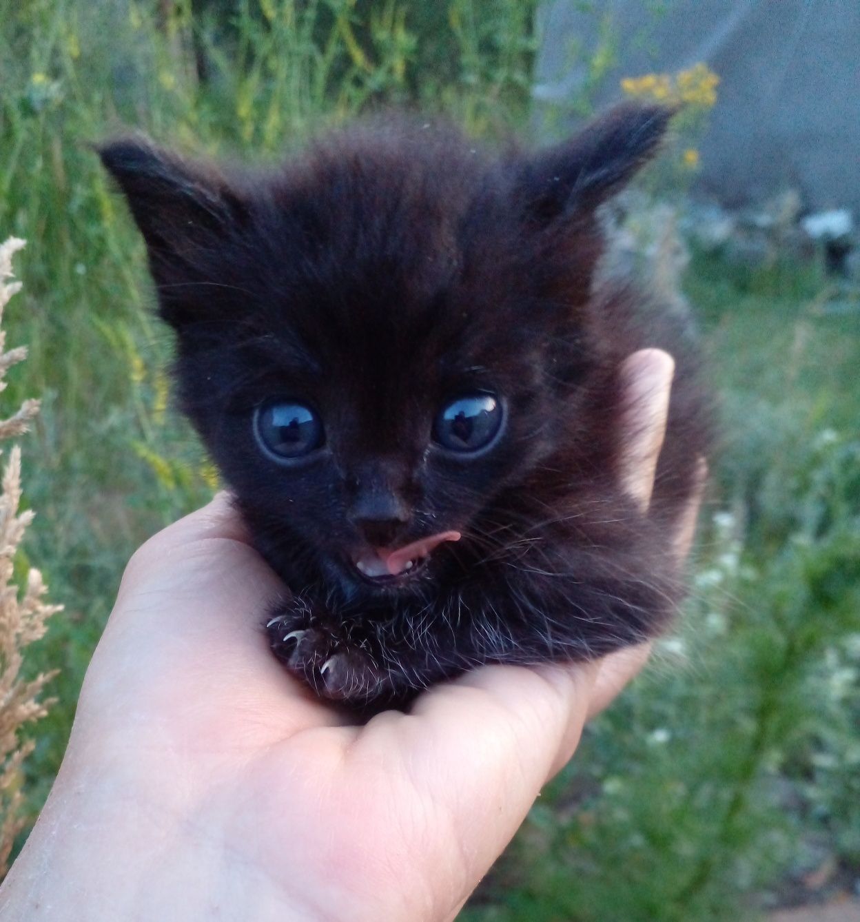 КОТЕНОК  в добрые руки
