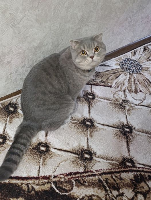 Скоттиш Фолд для вязки.