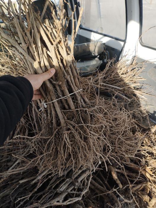 Uzum kóchatlar har hil so'rtlari