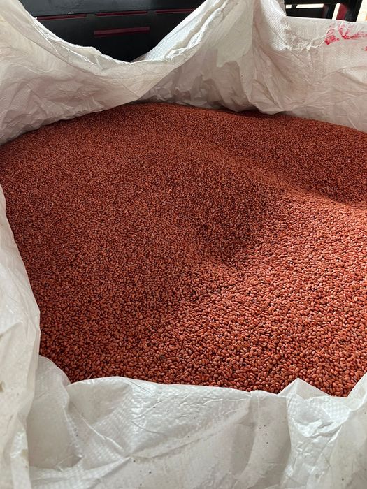 Grau de samanta de vanzare