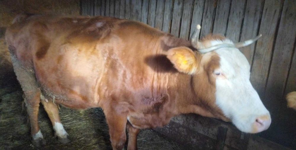 Vând doua vaci gestante