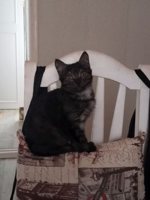 Маленькая кошечка