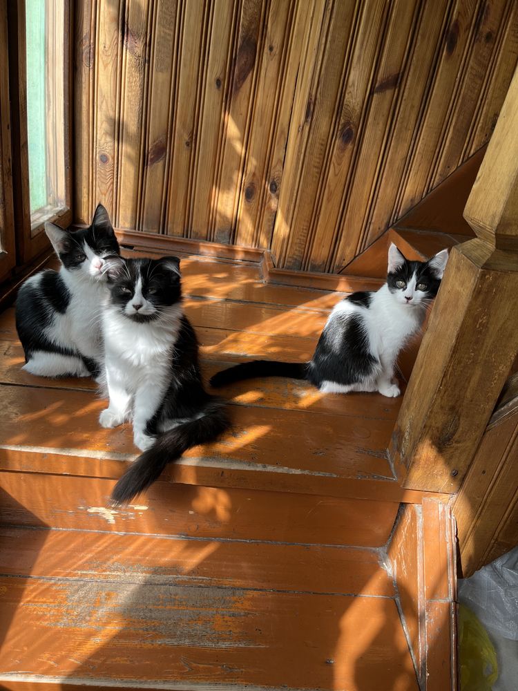 Котята бесплатно