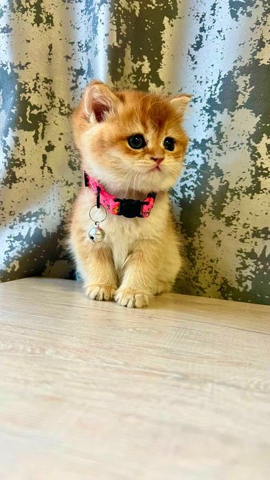 Britan shinshila kobby qiz sotiladi