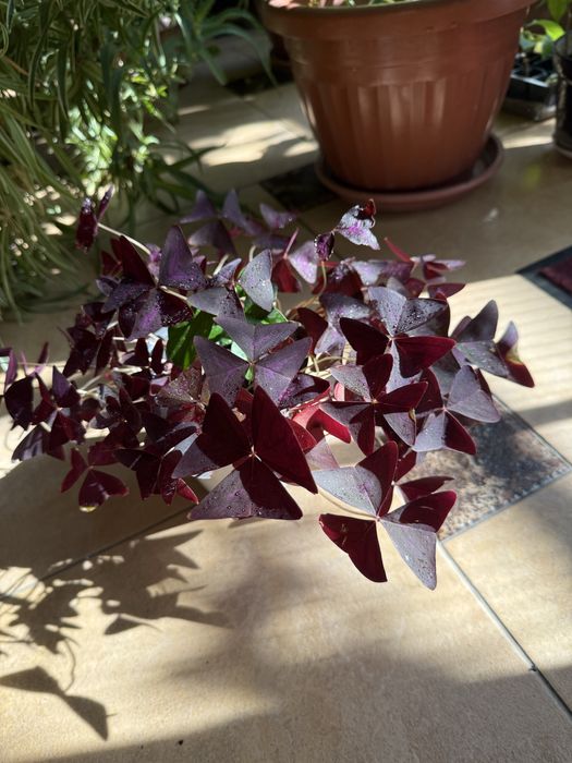 Продам домашнее растение (бабочка)