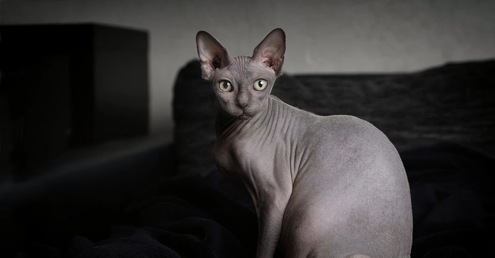 Продаётся кошка и кот канадский сфинкс
