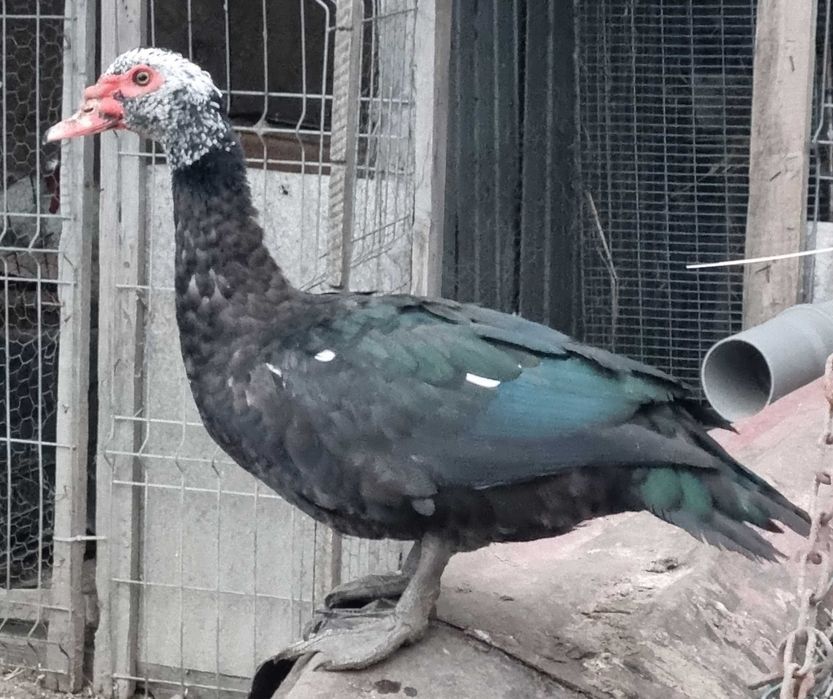 Rate si ratoi lesesti talie mare (linie de expozitie)