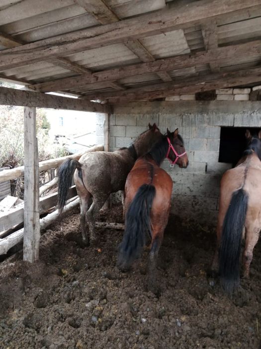 Таудан  түскен және 1,5 айдай байланған семіз жылқылар сатылады