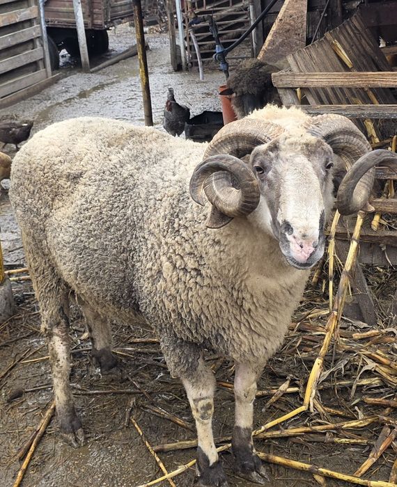 Berbec carabas de vânzare