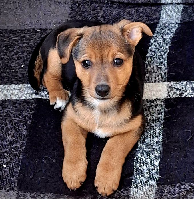 Отдам щенка в добрые руки!